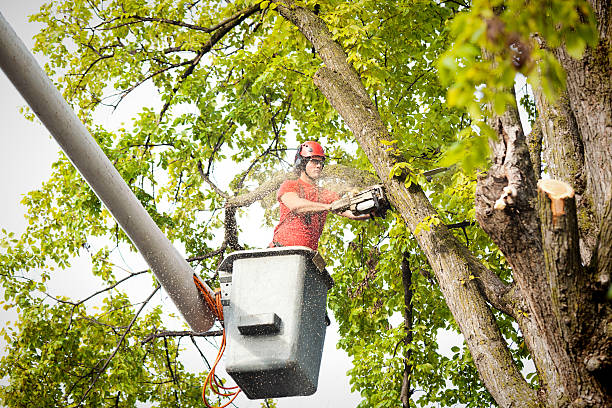 How Our Tree Care Process Works  in  Willow Grove, TX