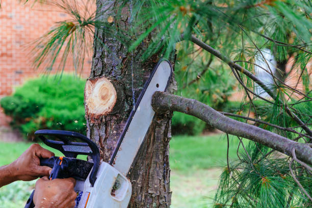 Willow Grove, TX Tree Removal Company